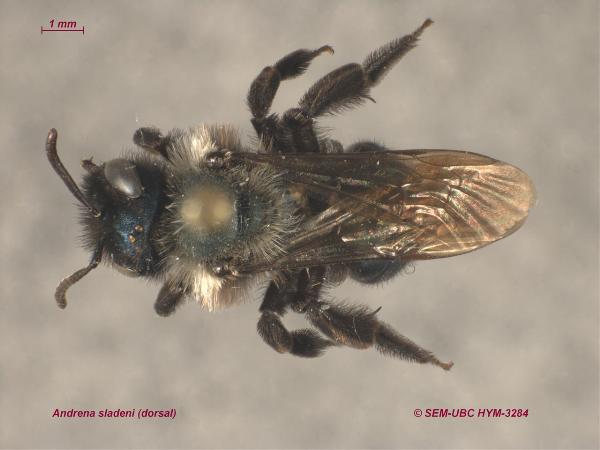Photo of Andrena sladeni by Spencer Entomological Museum